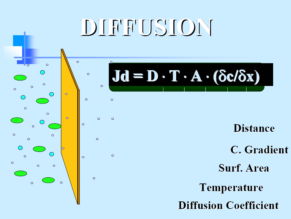 Small solute clearance depends on blood flow rate