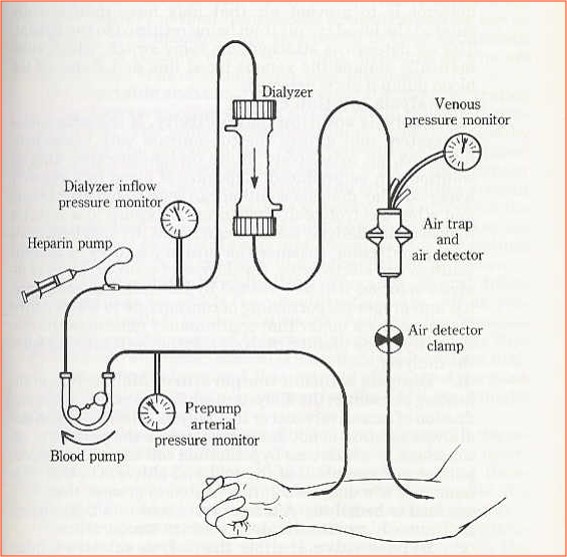 Small solute clearance depends on blood flow rate
