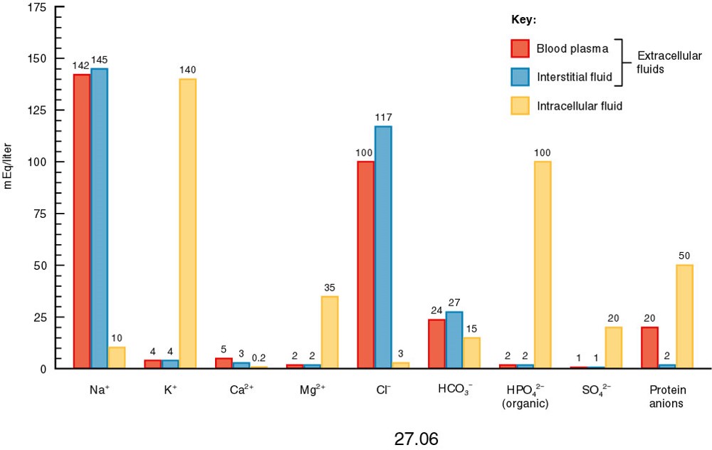 Electrolyte and protein anion concentrations in plasma, interstitial fluid, & intercellular fluid