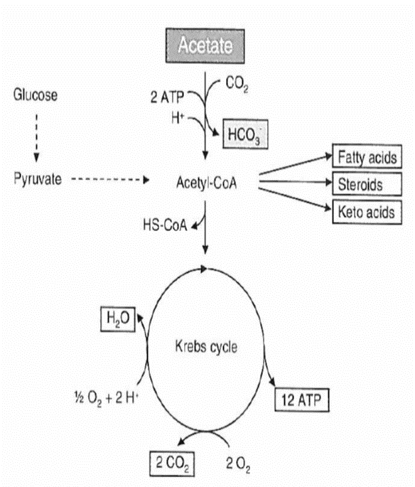 Generation acetate to