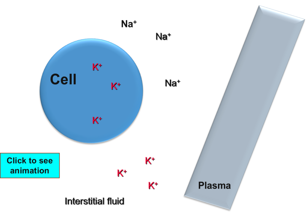 POTASSIUM ION LOSS