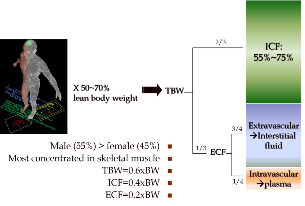 Body Fluid Compartments: