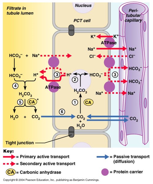 Kidney Excretion of H+