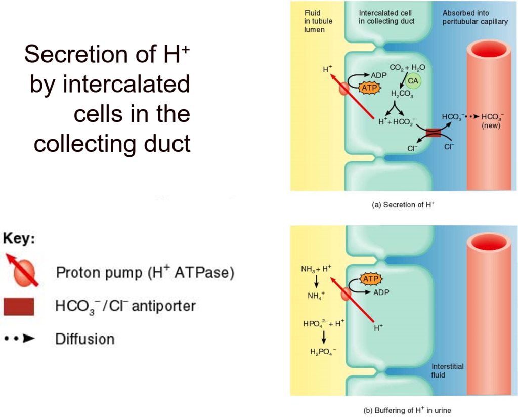 Kidney Excretion of H+